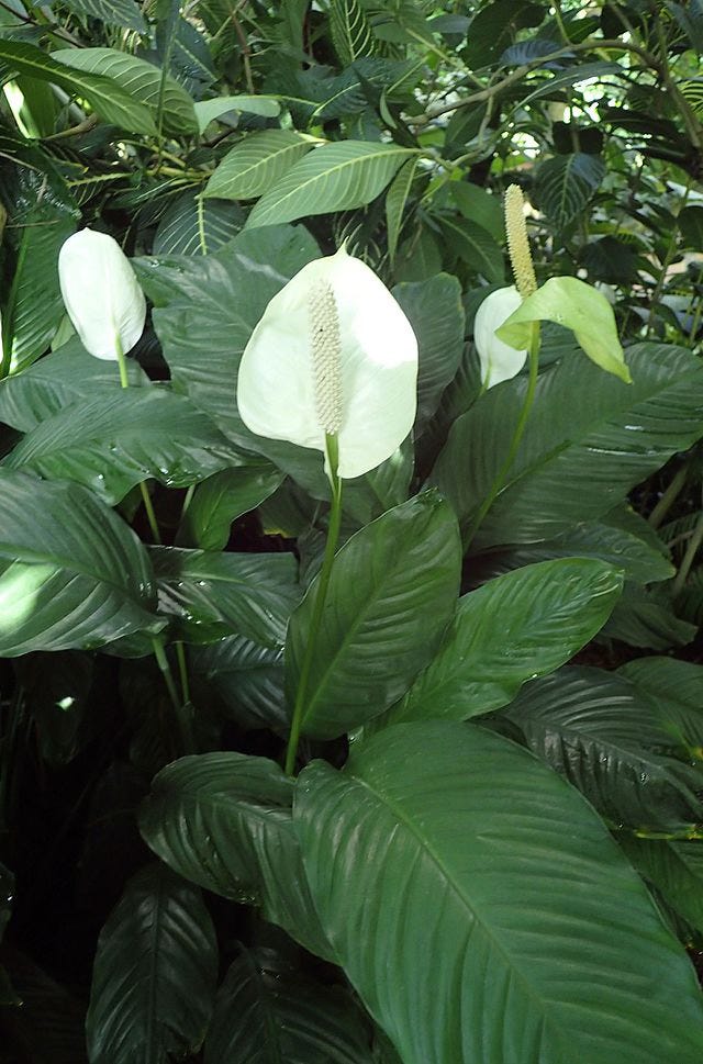 A picture of a plant with dark green leaves and tall white flowers.