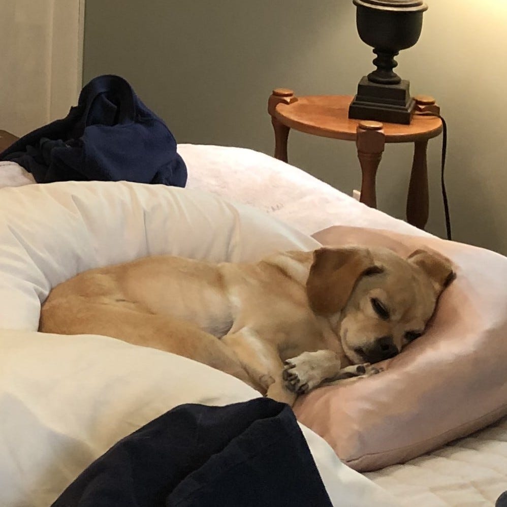 a small golden pug-like dog sleeps on a pillow on a bed
