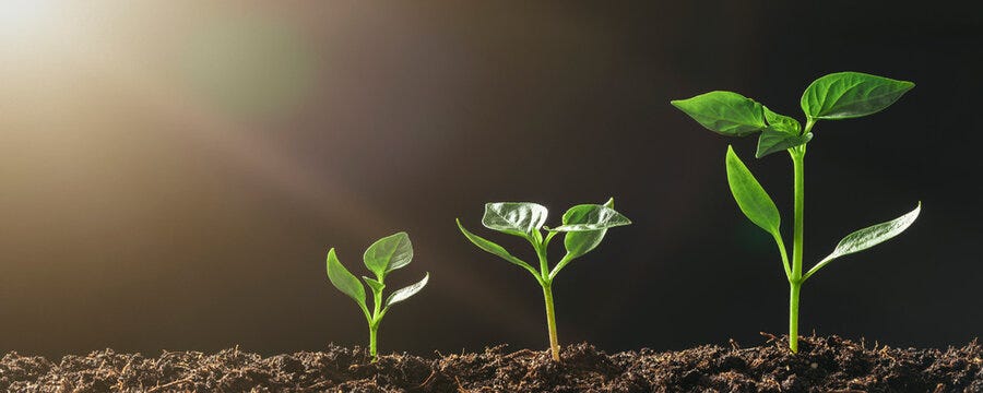 Plant Grow Images – Browse 4,242,668 Stock Photos, Vectors, and Video |  Adobe Stock