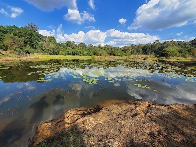 Karura_Forest_1 Karura_Forest_1