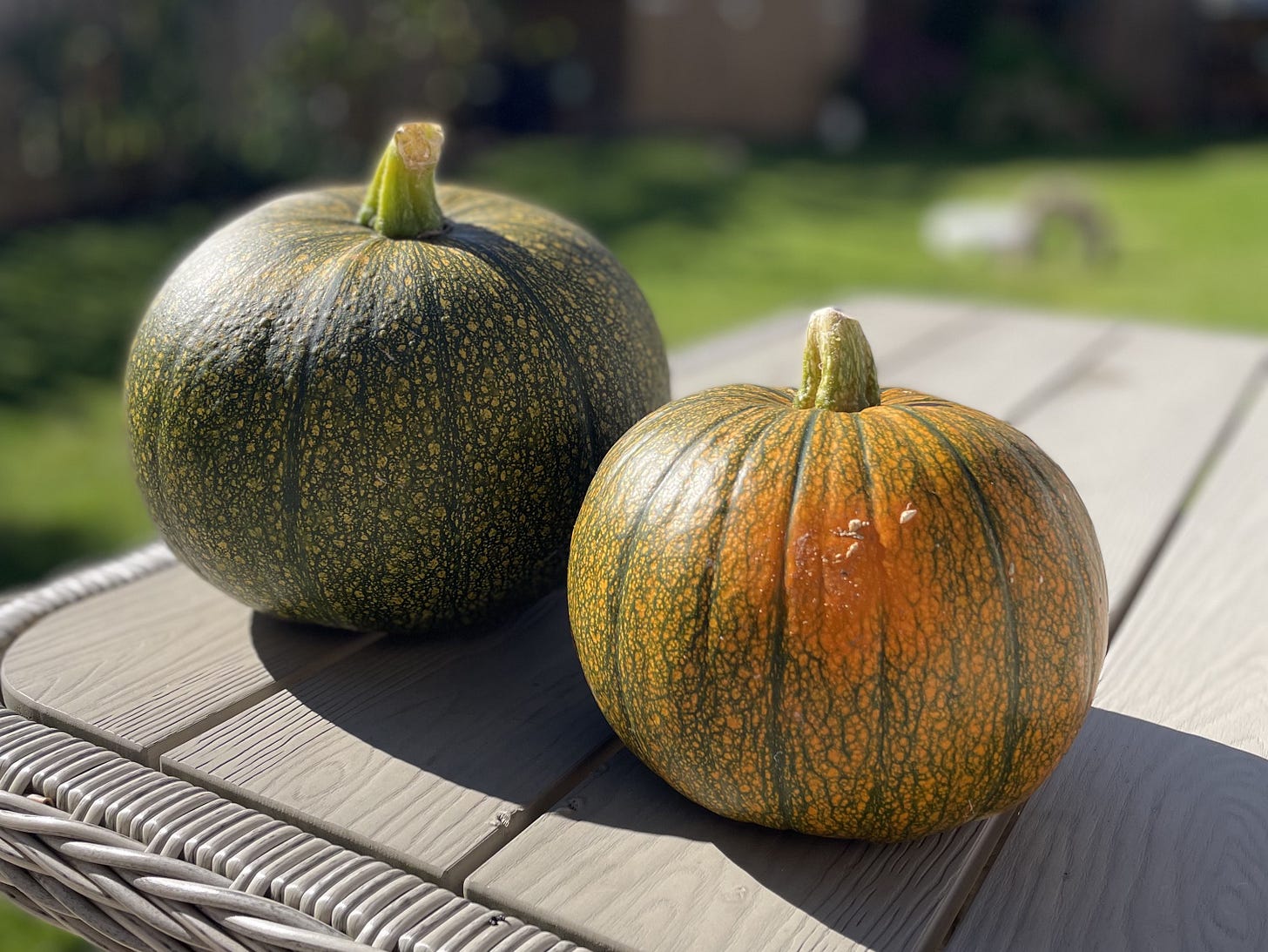 Two pumpkins sitting on an outdoor table in the sunshine. One is dark green and the other is beginning to turn orange. Two pumpkins sitting on an outdoor table in the sunshine. One is dark green and the other is beginning to turn orange.
