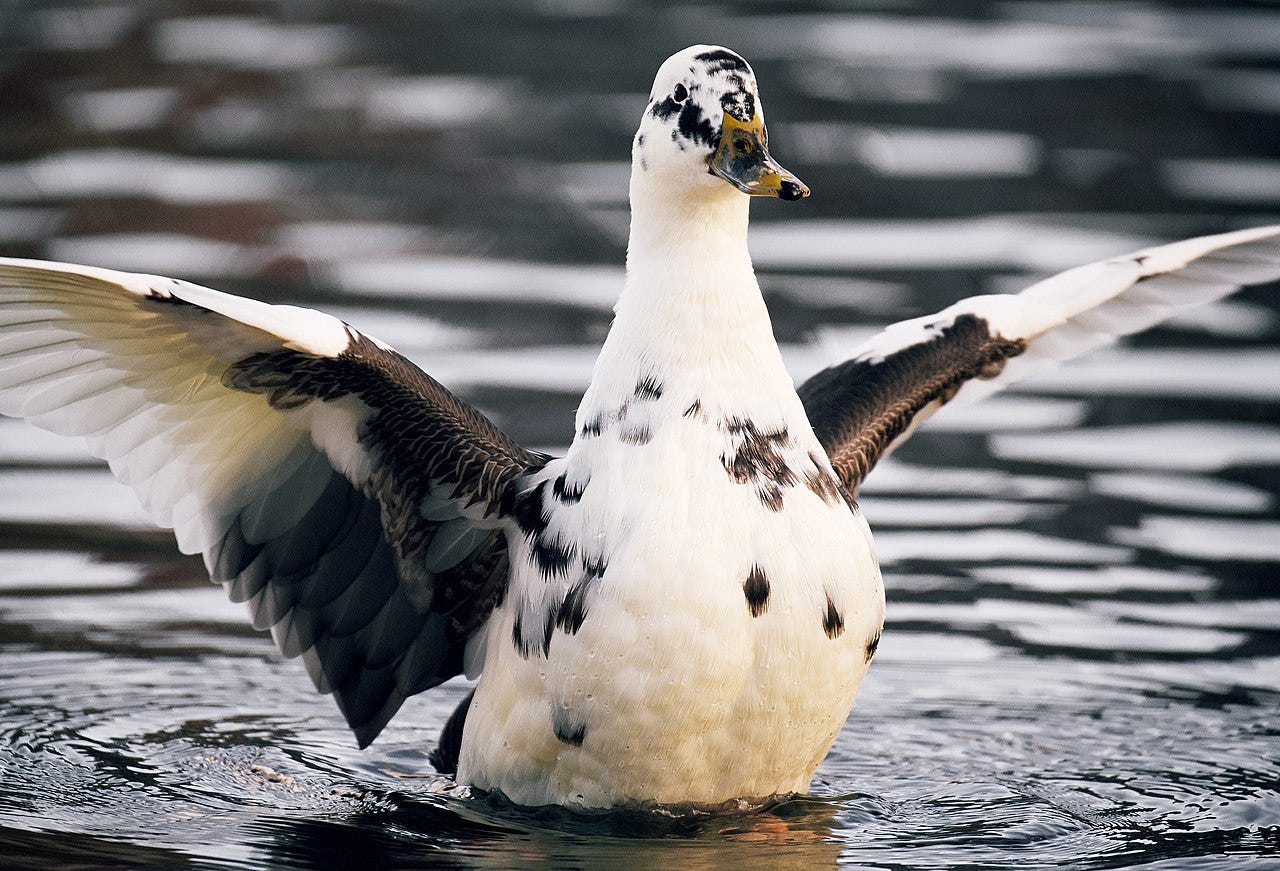 ancona duck on the water ancona duck on the water