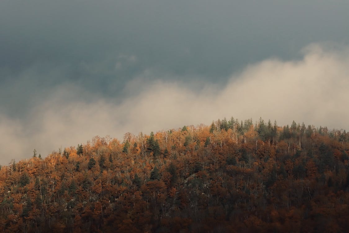 Free Nature  Stock Photo