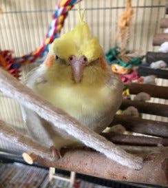 A variety of photos of colorful parakeets