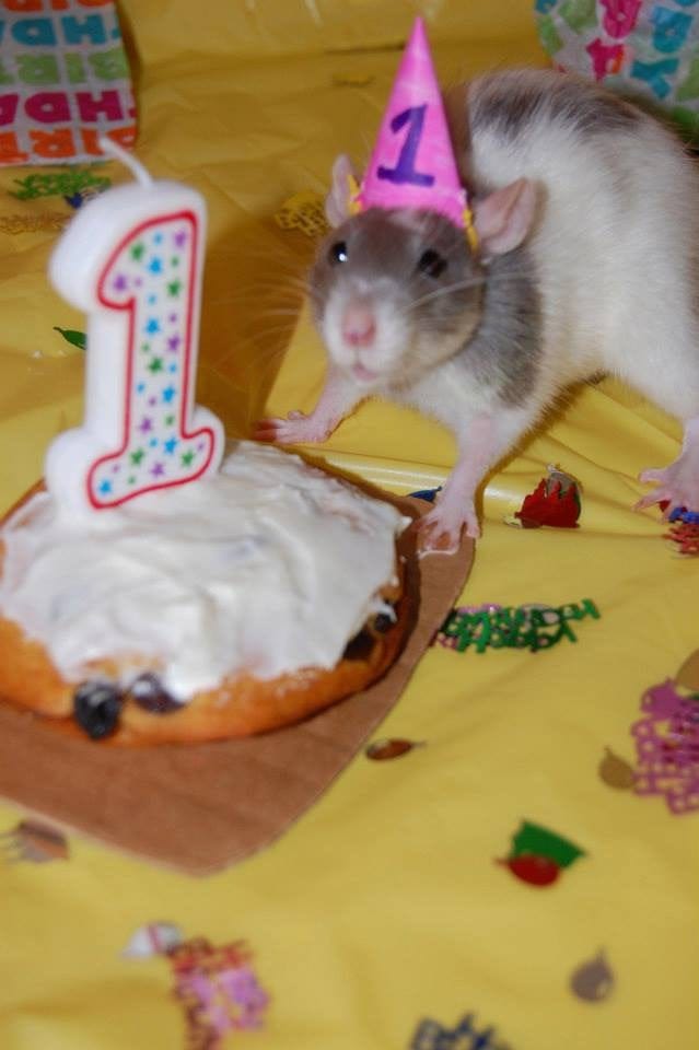 Rat Birthday Party! : r/RATS