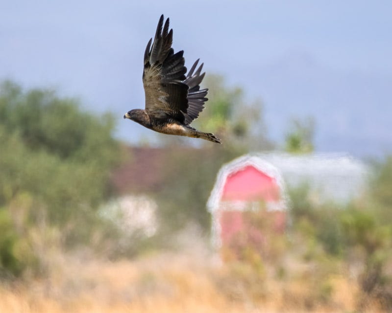 20260810-Marana-611-Edit.jpg 20260810-Marana-611-Edit.jpg