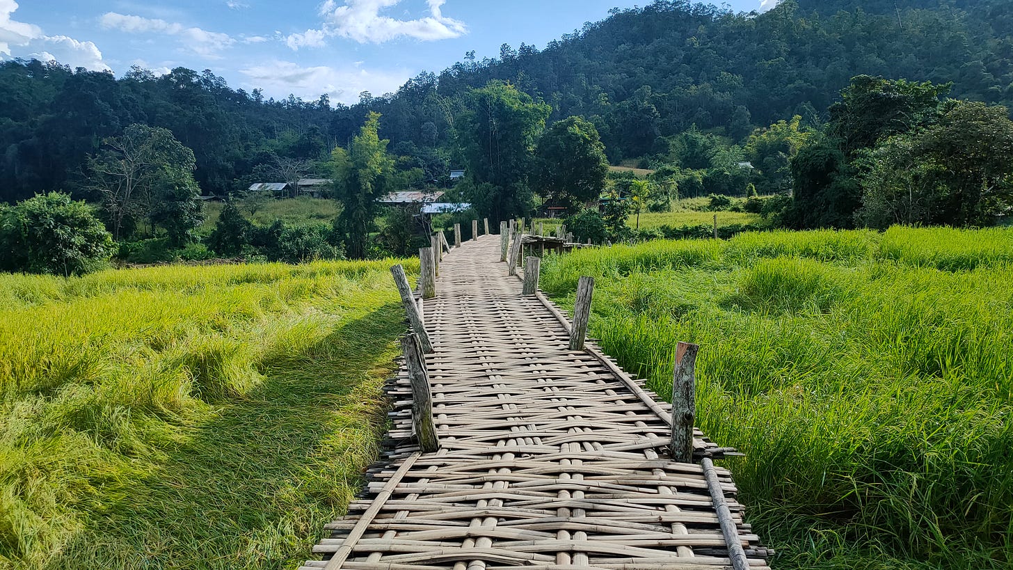 A bamboo bridge weaves through a green rice field