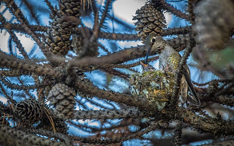 Three Anna's Hummingbird mommas and their nests visited over the past few days.