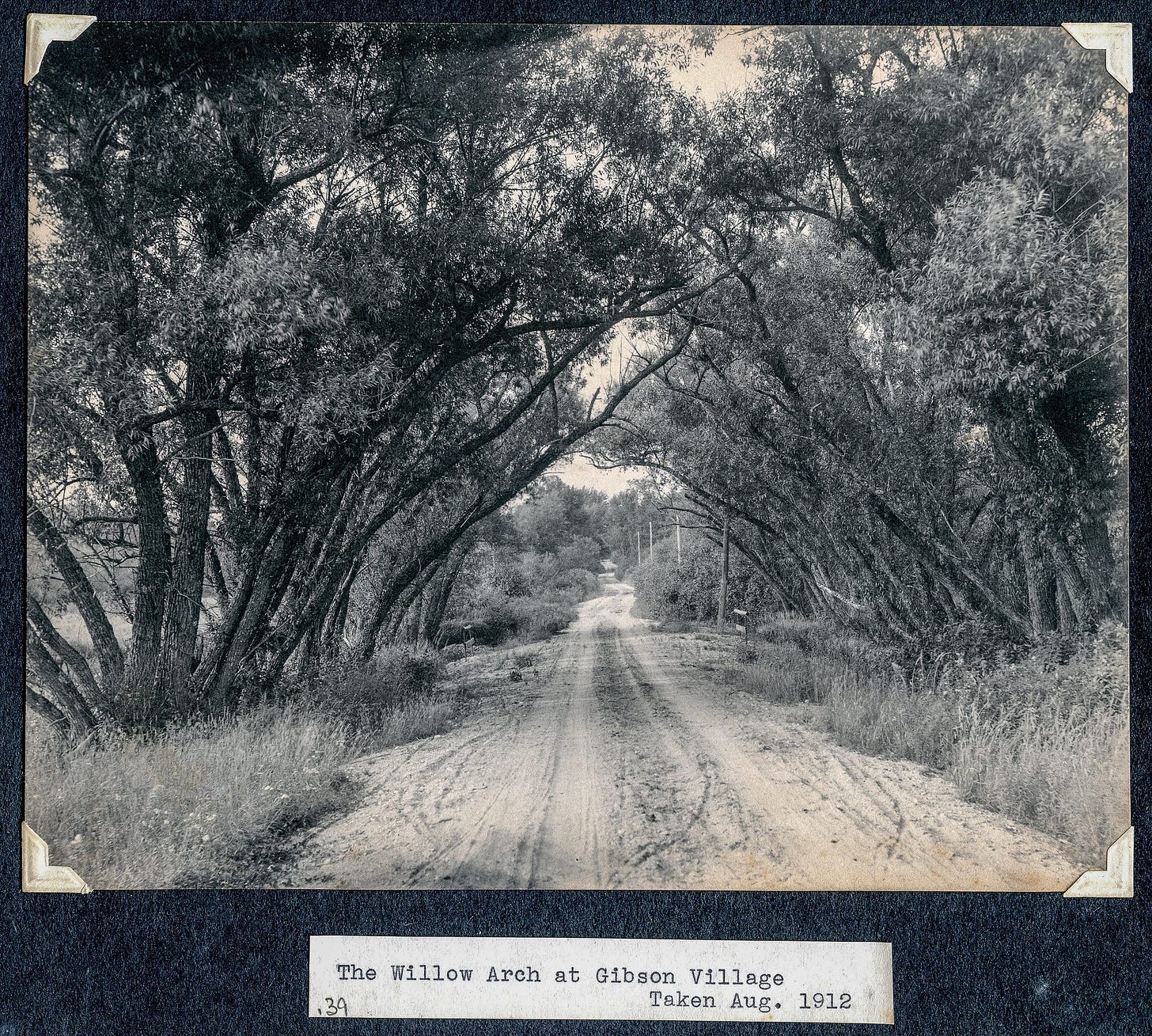 The Willow Arch