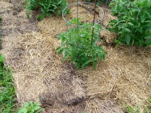 Mulched Garden Beds