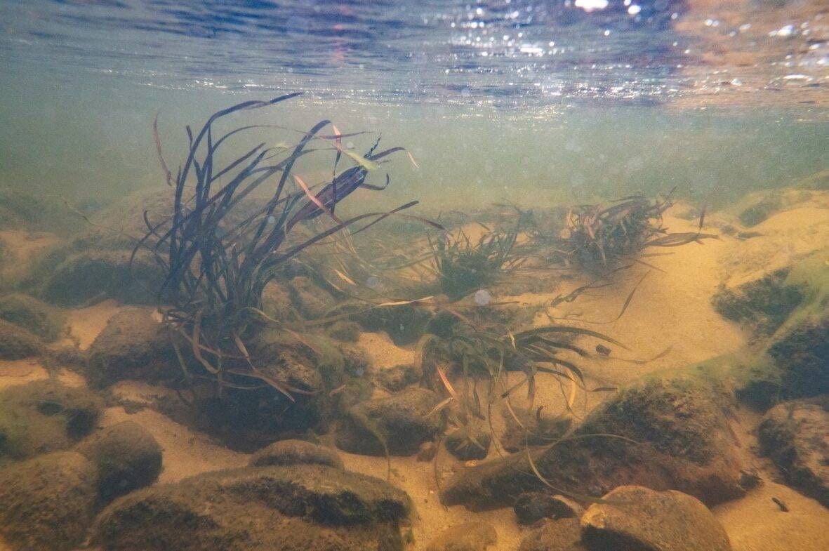 sediment on creek bed sediment on creek bed