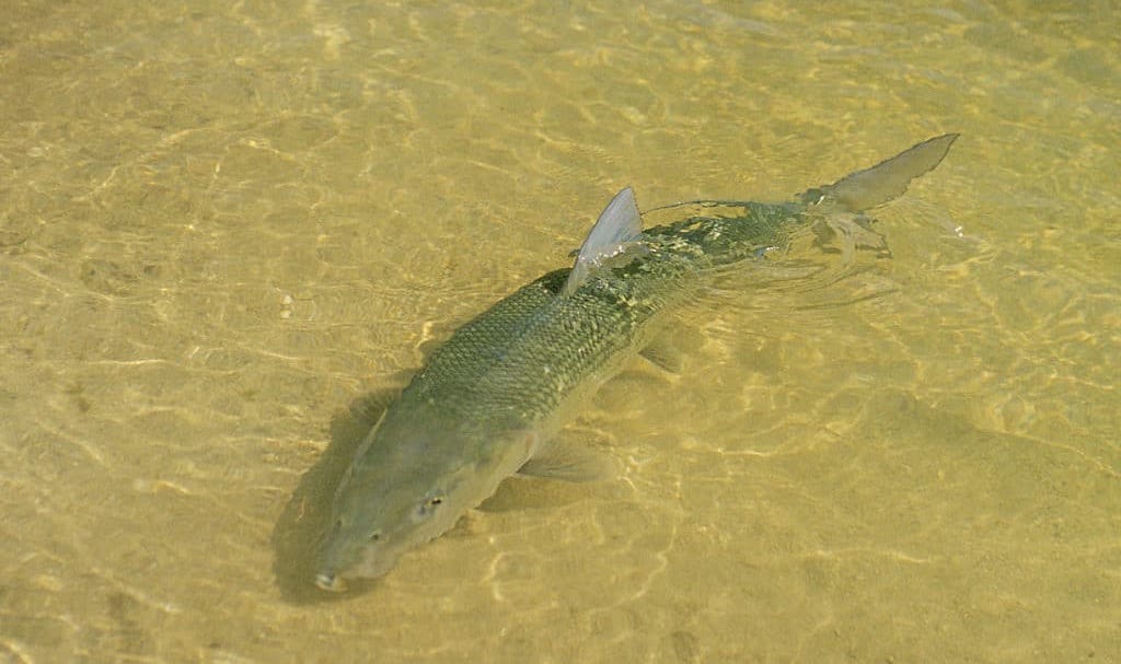 A large bonefish on a shallow-water flat.