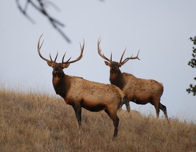 Rocky Mountain Elk - Bryce Canyon National Park (U.S. National Park Service)