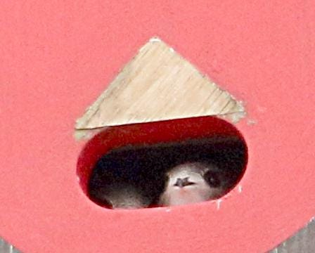 Foto di pulcini di rondone che spuntano dalle cellette. Foto di pulcini di rondone che spuntano dalle cellette.