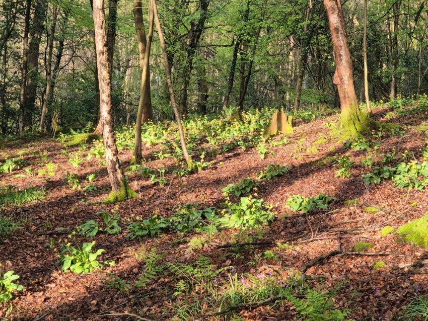 The Woods at Veddw Garden
