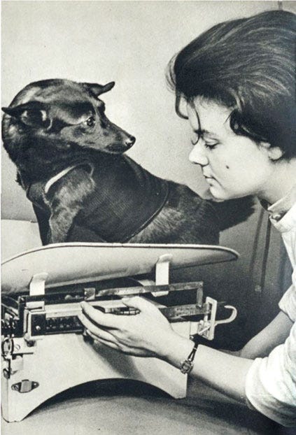 Lyudmila Radkevich, associate researcher at the Institute for Aviation and Space Medicine, checks Chernushka’s weight in the laboratory in 1958. (© FUEL Publishing) Lyudmila Radkevich, associate researcher at the Institute for Aviation and Space Medicine, checks Chernushka’s weight in the laboratory in 1958. (© FUEL Publishing)