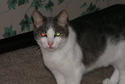 Kitty_Cats_Eyes_Glow Kitty_Cats_Eyes_Glow