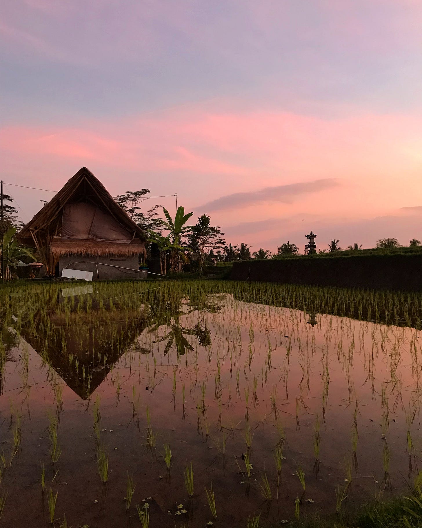 a rice paddy in Bali, set against a vibrant pink sunset.