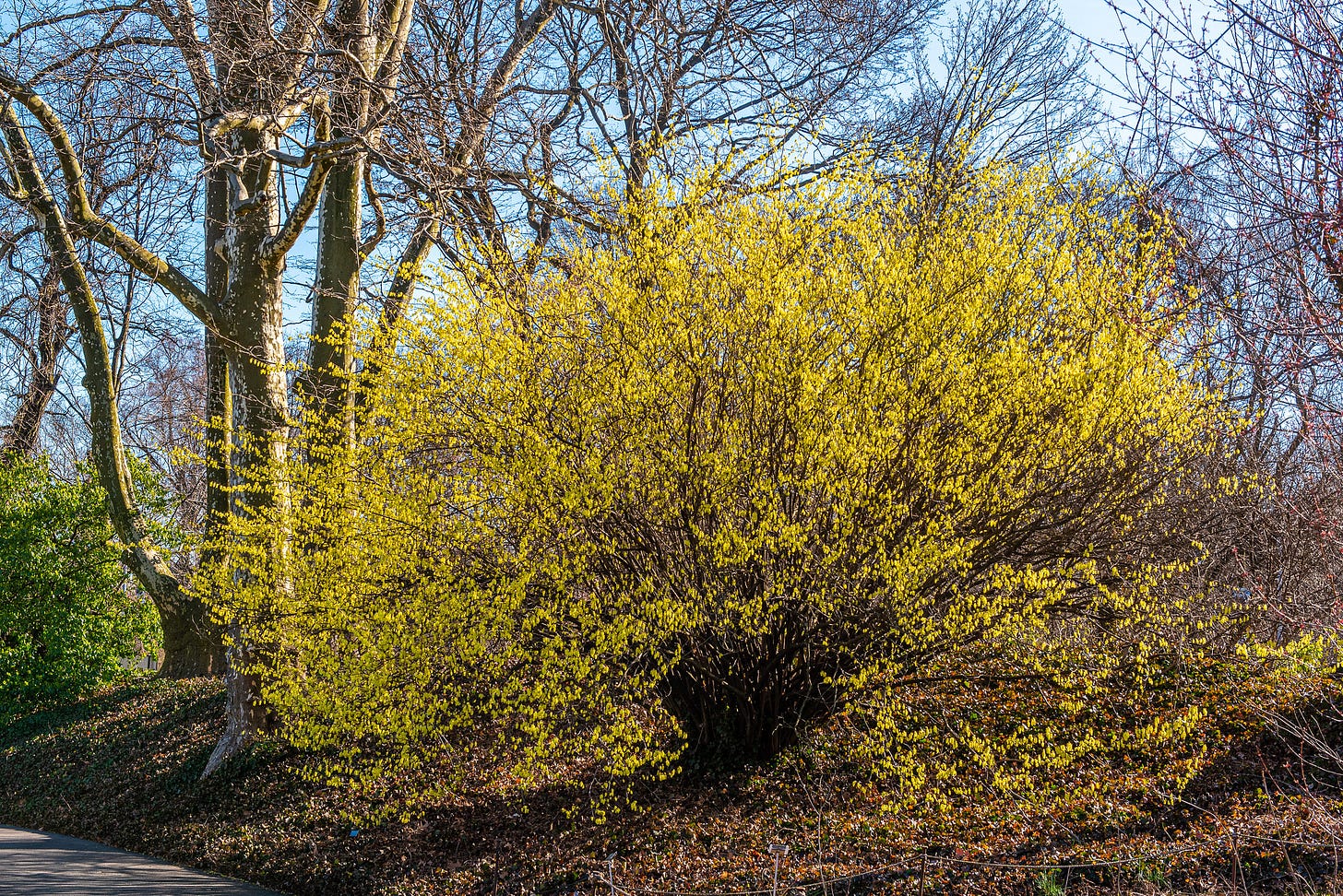 ID: Large yellow multi trunk shrub with yellow flowers