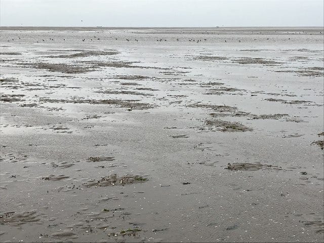 Birds on wet sand in The Wash near Hunstanton by Richard Humphrey