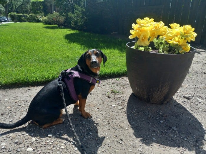Dachshund crossbreed with purple harness sits next to yellow flowers in outdoor vase