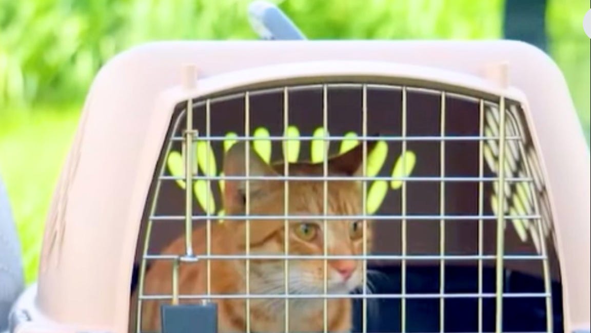 Over 200 Cats Rescued in Manatee County Following Community-Led Response