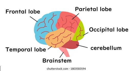 illustration-material-medical-brain-cross-260nw-1803583594.jpg (517×280)