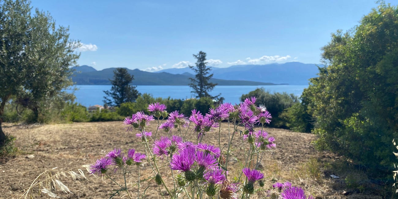 Growing flowers within