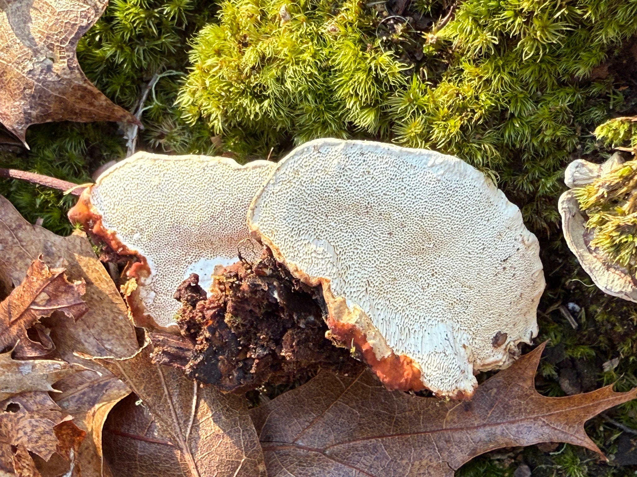 Mushroom Monday - by Aubrey Carter - Mushroom Monday