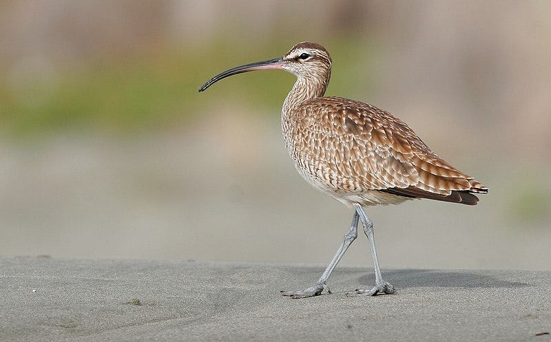 File:Hudsonian Whimbrel (Numenius hudsonicus), Bodega Bay, California 12NOV2016.jpg