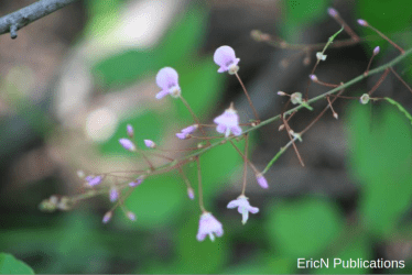 Bare stemmed Tick-Trefoil