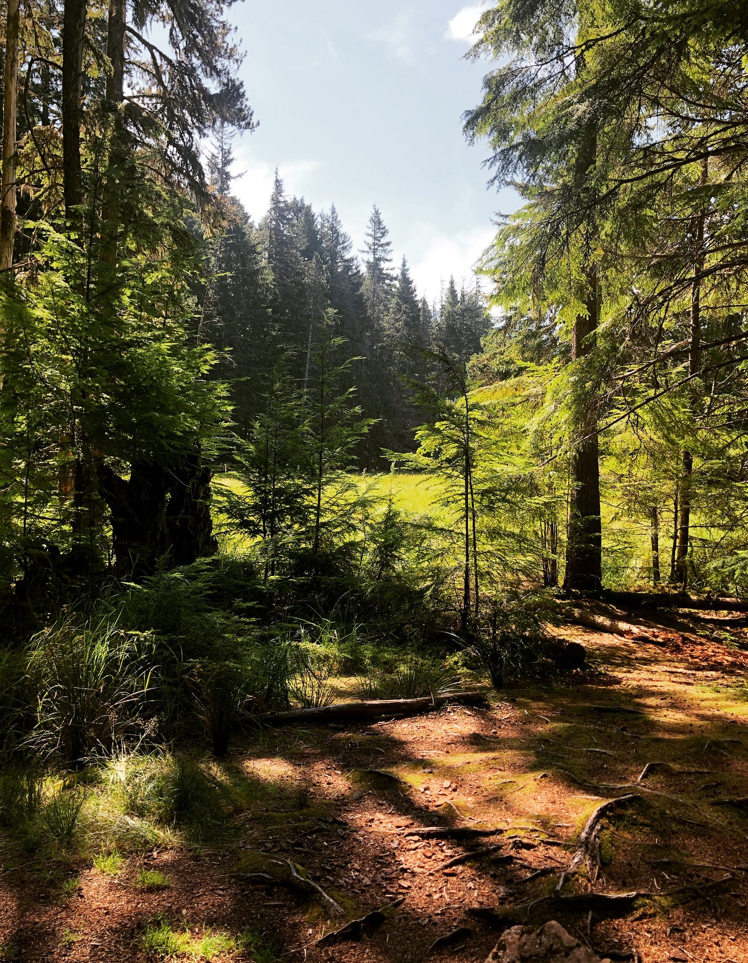 Wooded path surrounded by evergreen trees on a sunny day