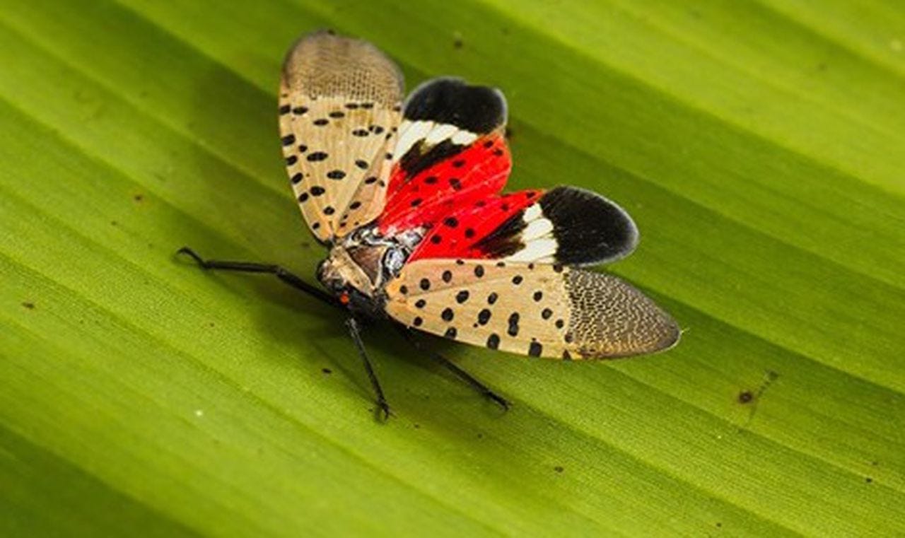 The dangerous spotted lanternfly has now spread to 7 N.J. counties. ‘If ...