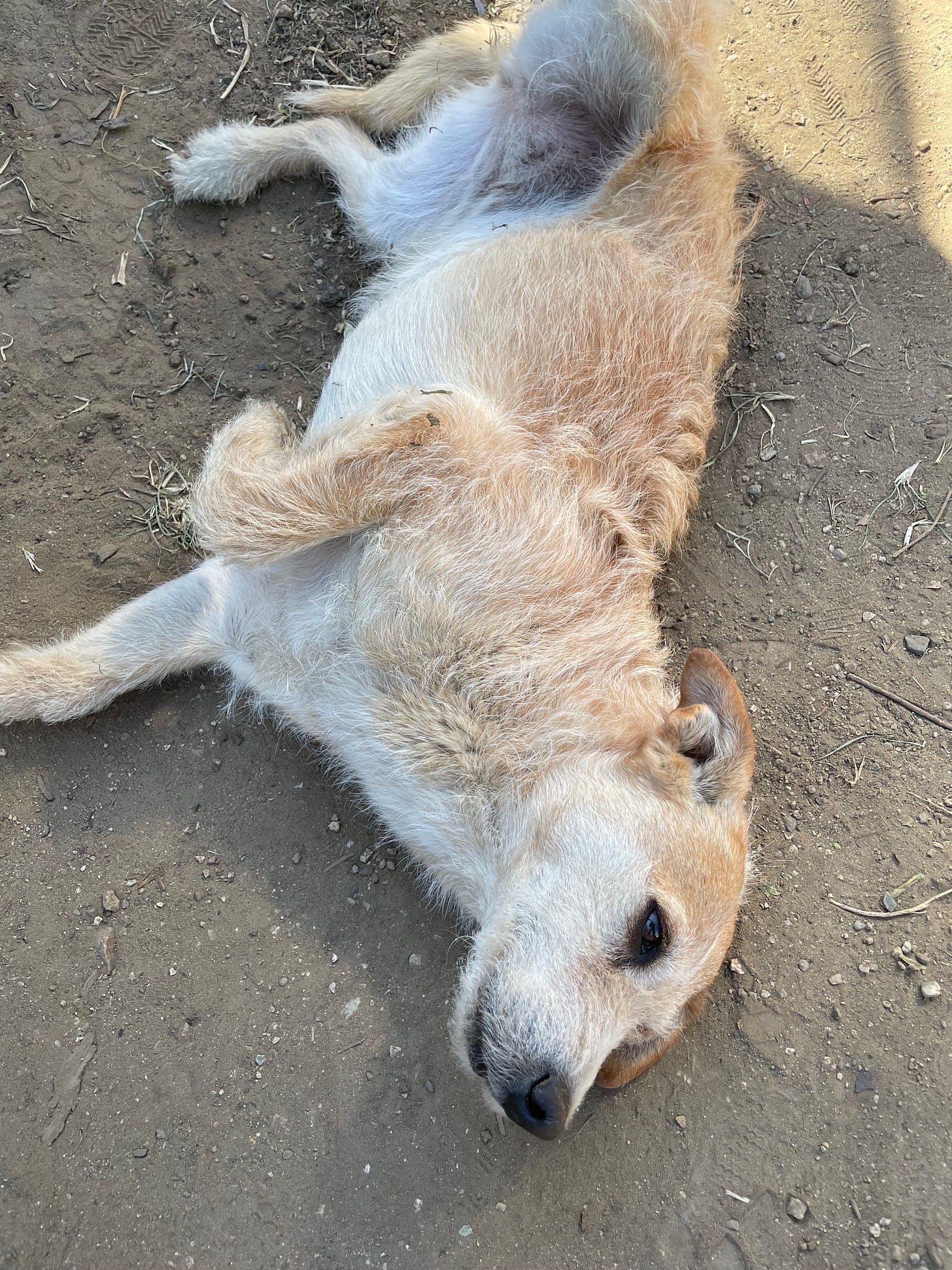 A friendly dog lying in the dirt.