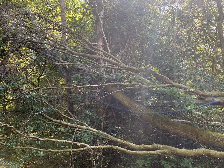 Before and after work to remove hazard tree took place.
