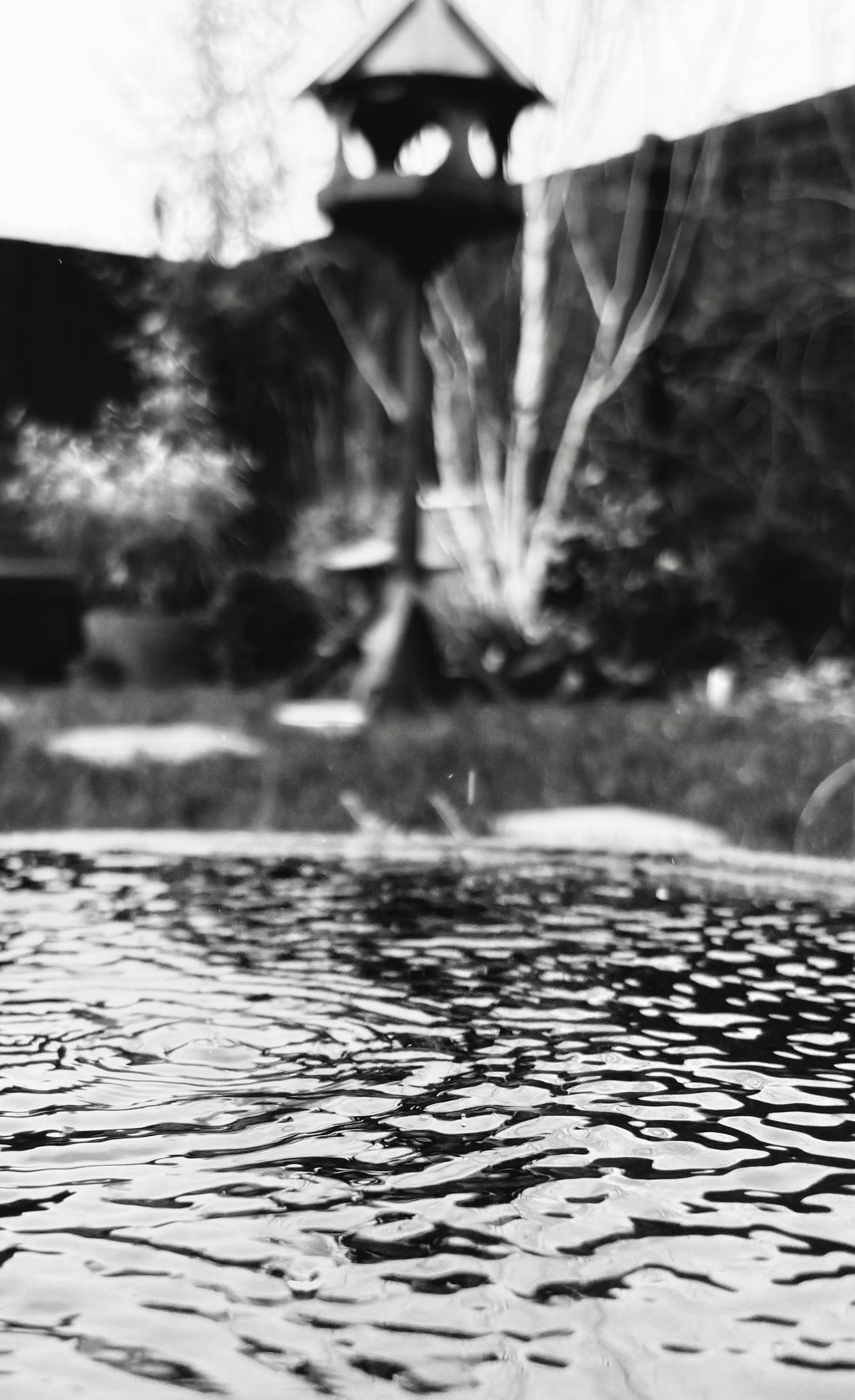 a black and white image of a small garden pool covered in circles, with a garden beyond with bird table and silver birch tree