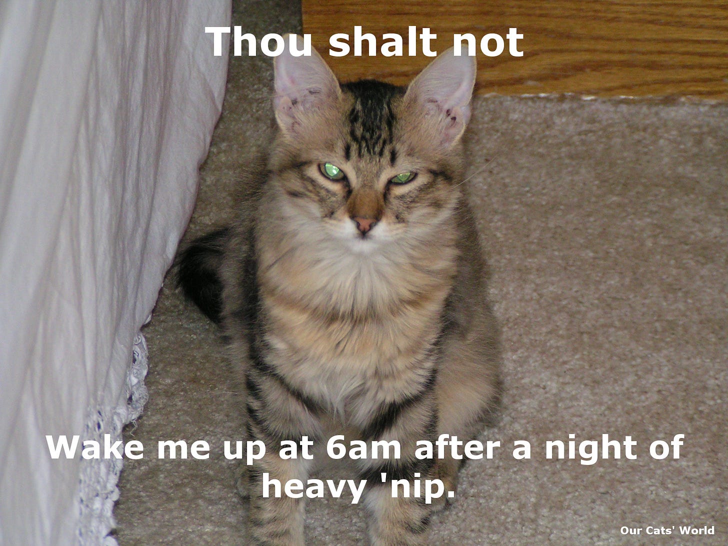 Chase_High_Feline_Commandments Chase_High_Feline_Commandments