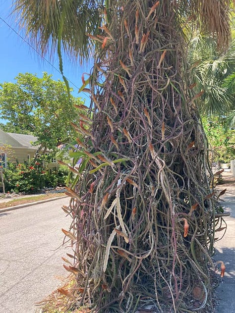 Was Sigmund Freud the cactus smuggled in by Selby Gardens former head botanist?