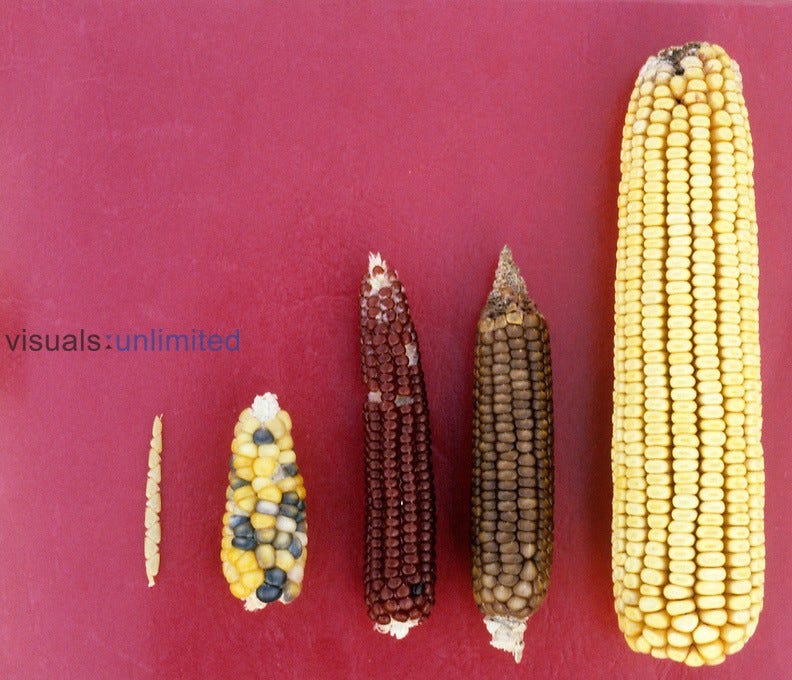 Throughout history, every crop familiar to humans has undergone modifications. Vegetables didn't naturally develop for our consumption