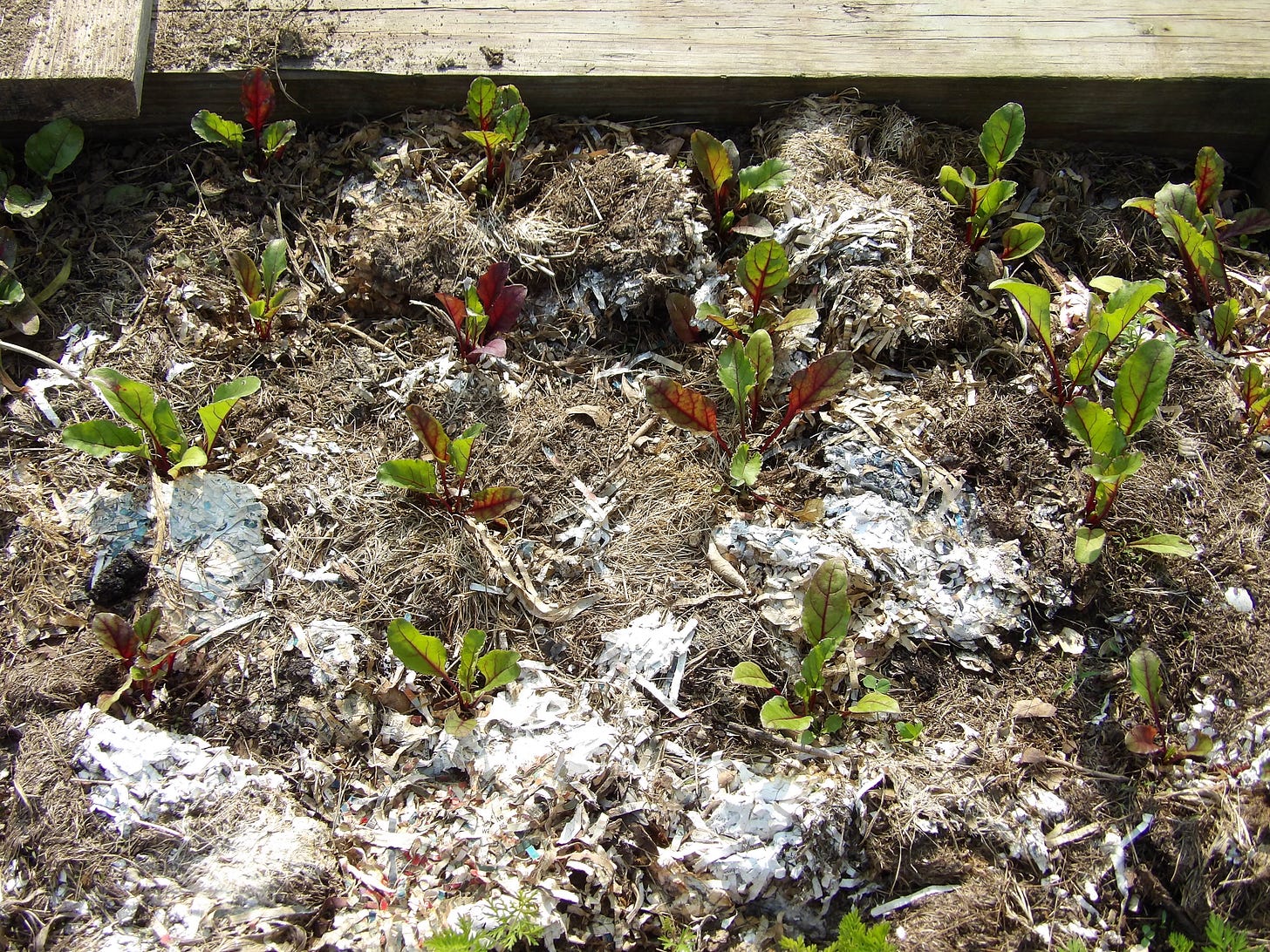 Beet Seedlings
