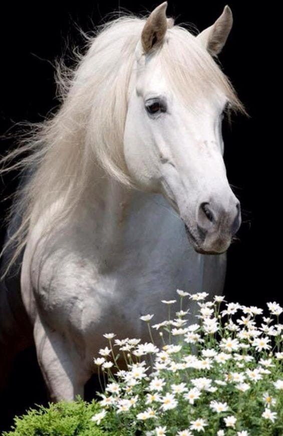 Beyaz at Asil atlar | White horses, Horses, Pretty horses Beyaz at Asil atlar | White horses, Horses, Pretty horses