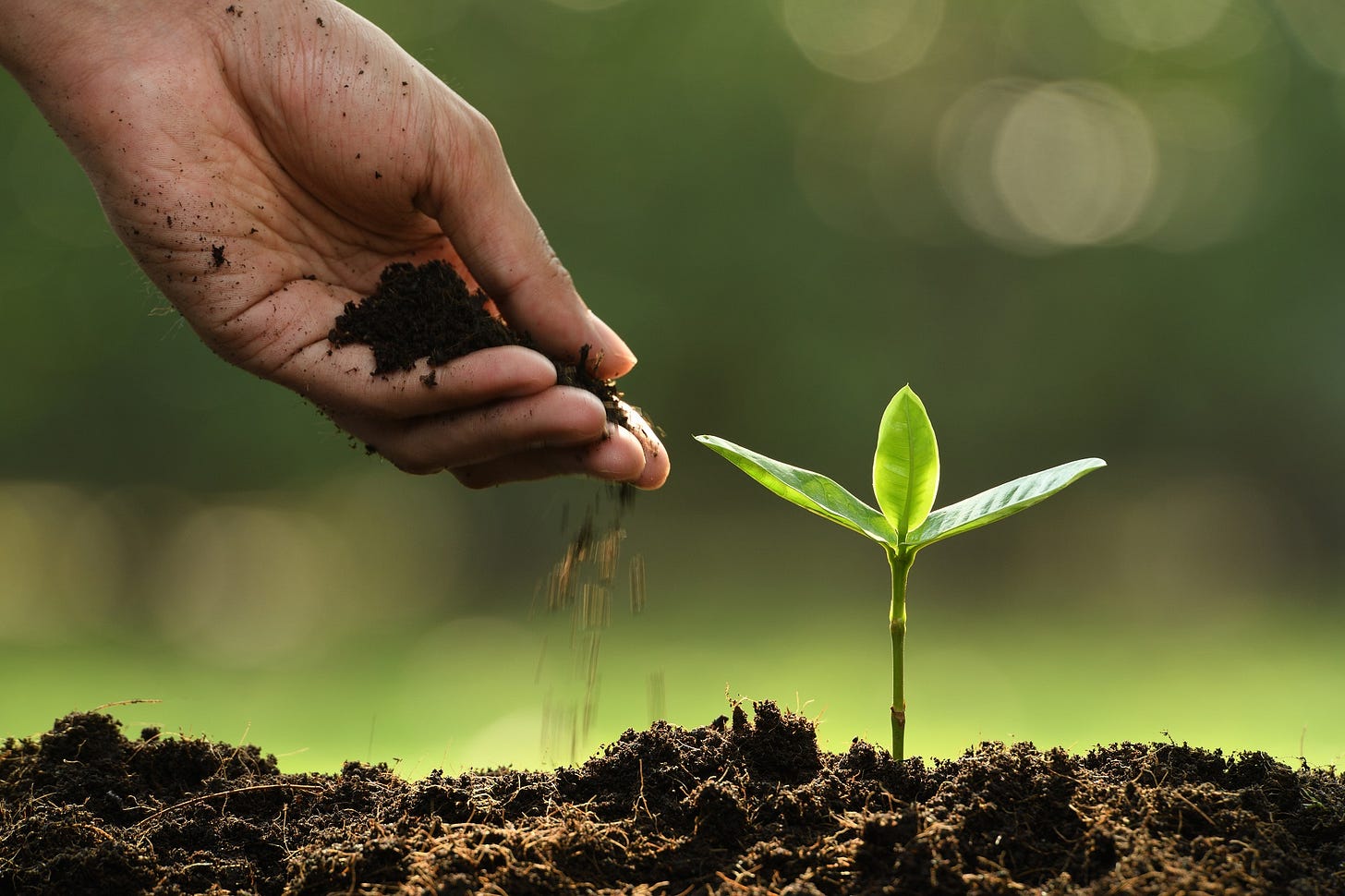 Agricultura de conservación: ¿Qué puede aportar a tu huerto? - Blog Aepla