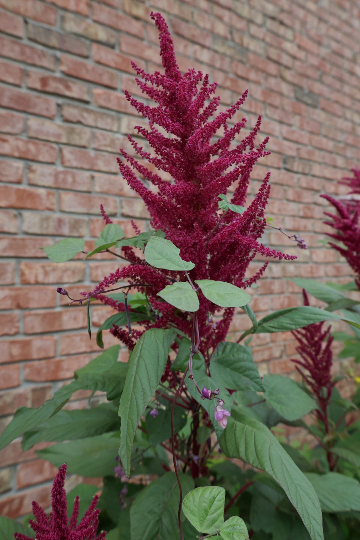 blooming amaranth with pole beans climbing up it