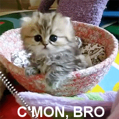 kitty says "come on, bro"