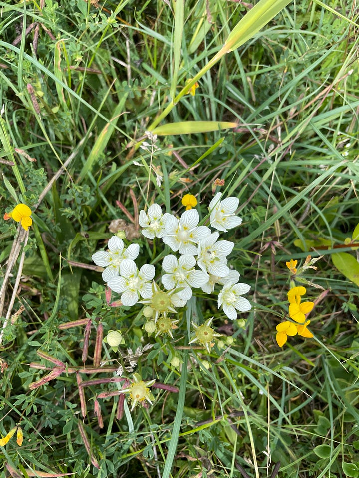 Common Blue butterfly, Pink Cats-tail, Marsh Orchid, Strawberry Clover, Water Mint, Yellow Rattle, Grass of Parnassus, and Red Admiral on Hemp-agrimony.