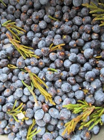 Cedar Berries Herbalism | Iowa Herbalist Cedar Berries Herbalism | Iowa Herbalist