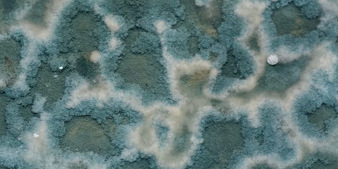 4 Months, 4 Toxins, 1 Detox Protocol That Changed Everything 🌿