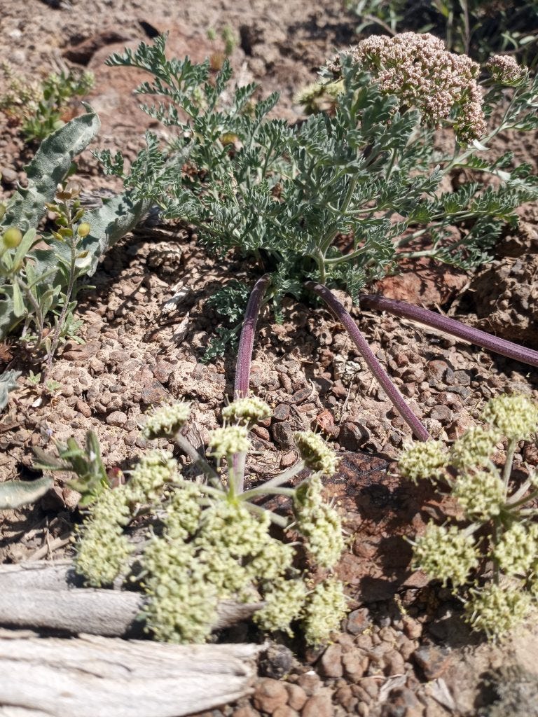 Photo 32: Biscuitroot (lomatium spp)