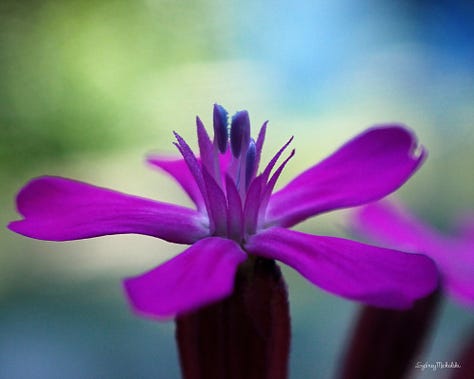 A collection of wildflower images features a purple Columbine, pink Catchfly, orange Calendula, pink Beach Rose, Purple Lupine, and golden Sunflower.