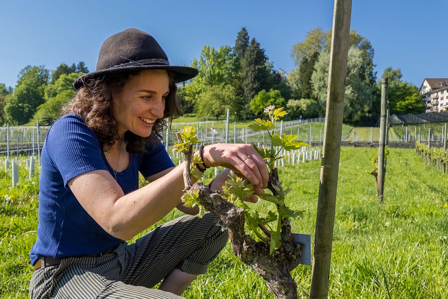 Jacqueline Achermann kniet zwischen Rebreihen im Weinbauzentrum Wädenswil und prüft lächelnd die frisch austreibenden Blätter an einem jungen Rebstock – einem direkten Nachkommen der historischen Mutterrebe Nr. 58.